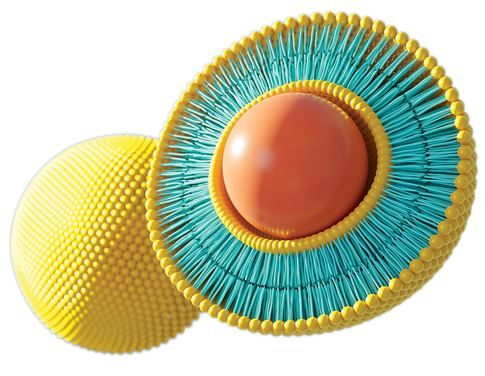 Liposome Rendering