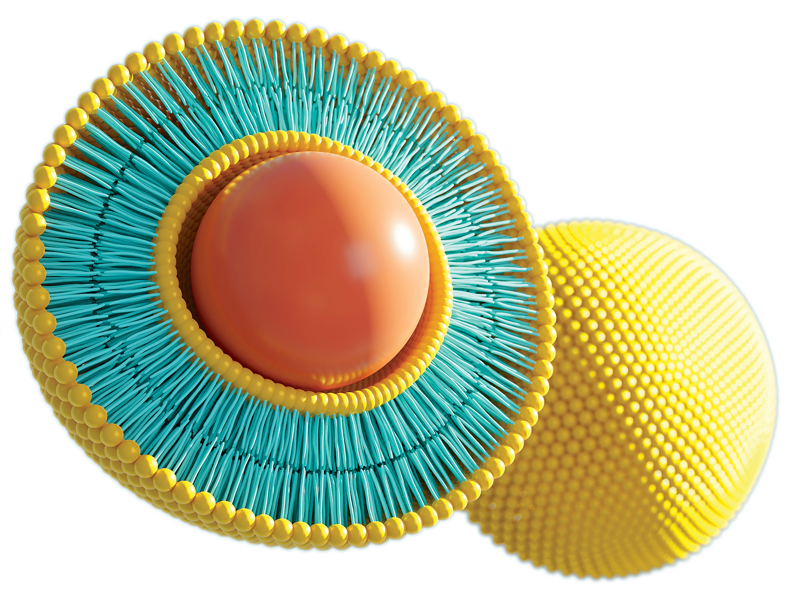 Liposome Rendering